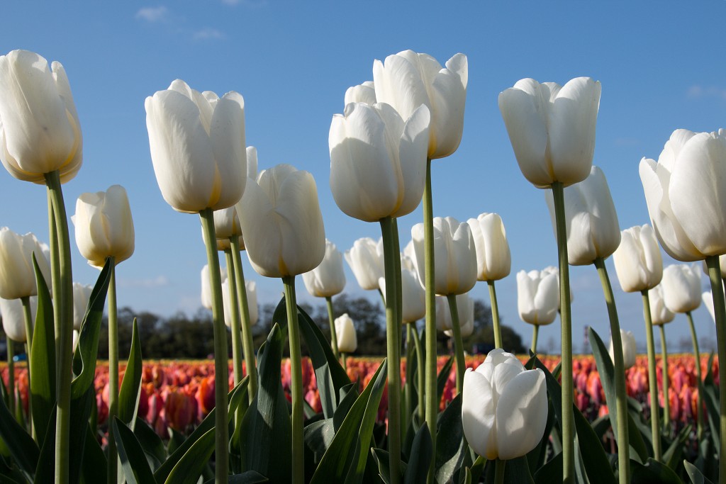 tulp tulpen tulipa natuur hdr tulpenbol liliaceae flora bloem bloemen voorjaar lente tulpenfestival keukenhof festival